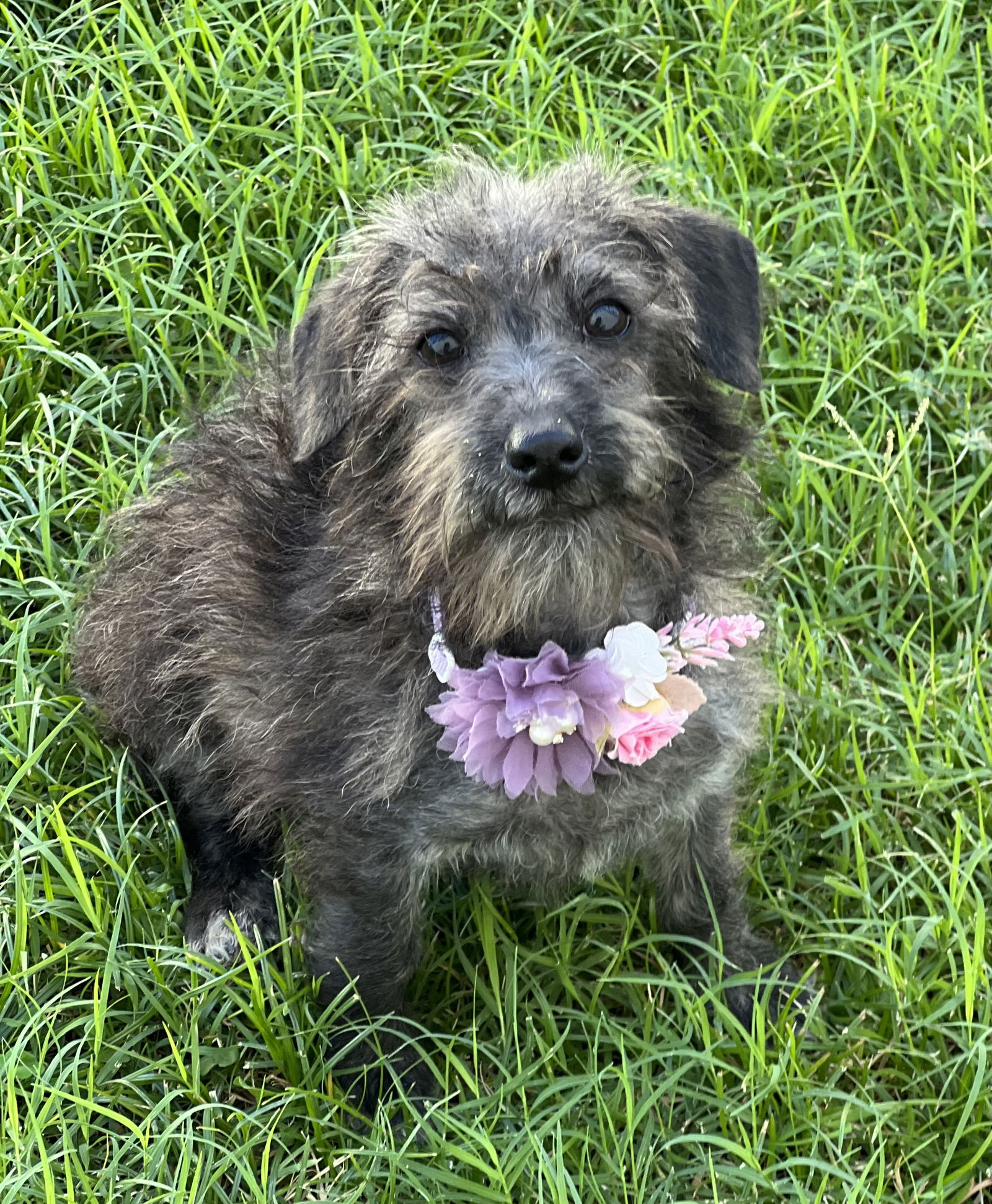 adoptable Dog in Phoenix, AZ named Ellie