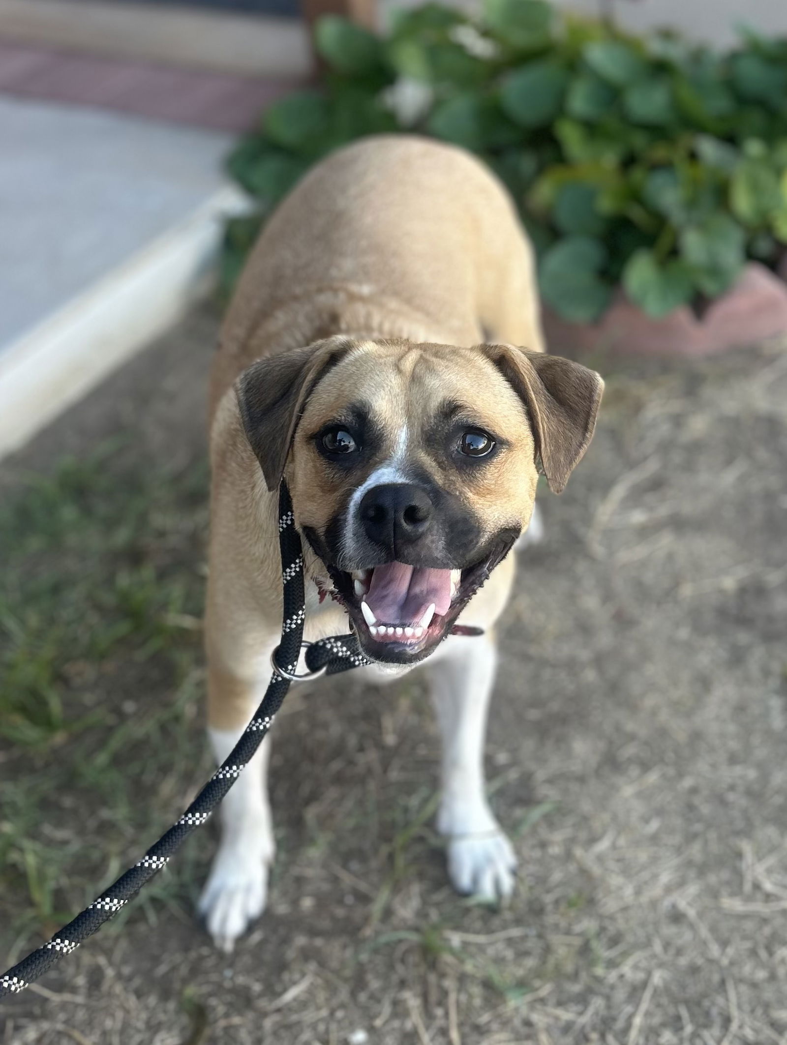 adoptable Dog in Phoenix, AZ named Smores