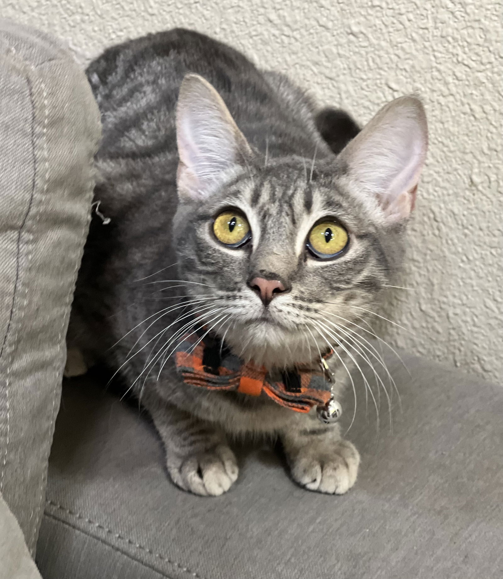 adoptable Cat in Phoenix, AZ named Hamish