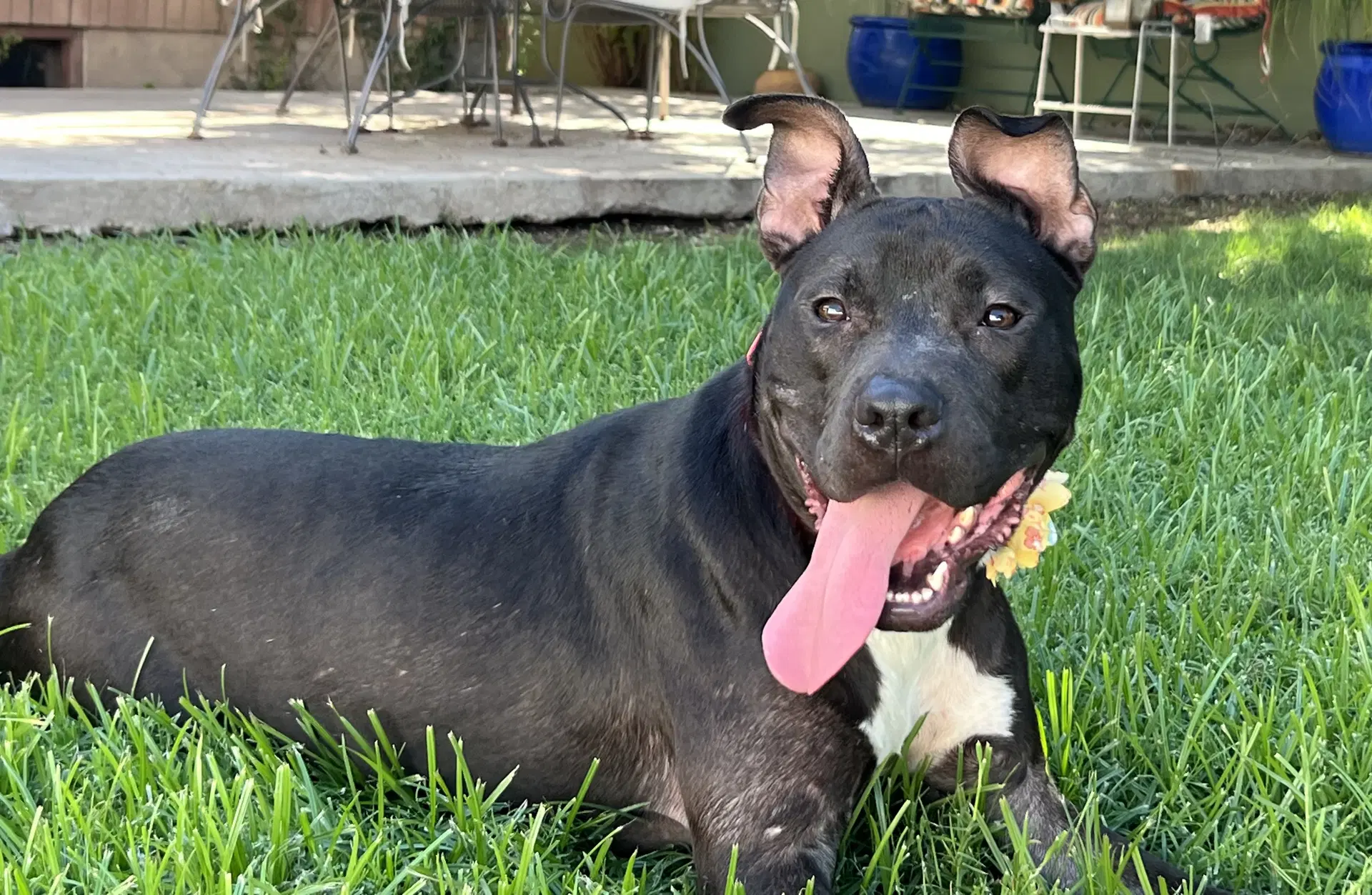 Pixie - American Staffordshire Terrier