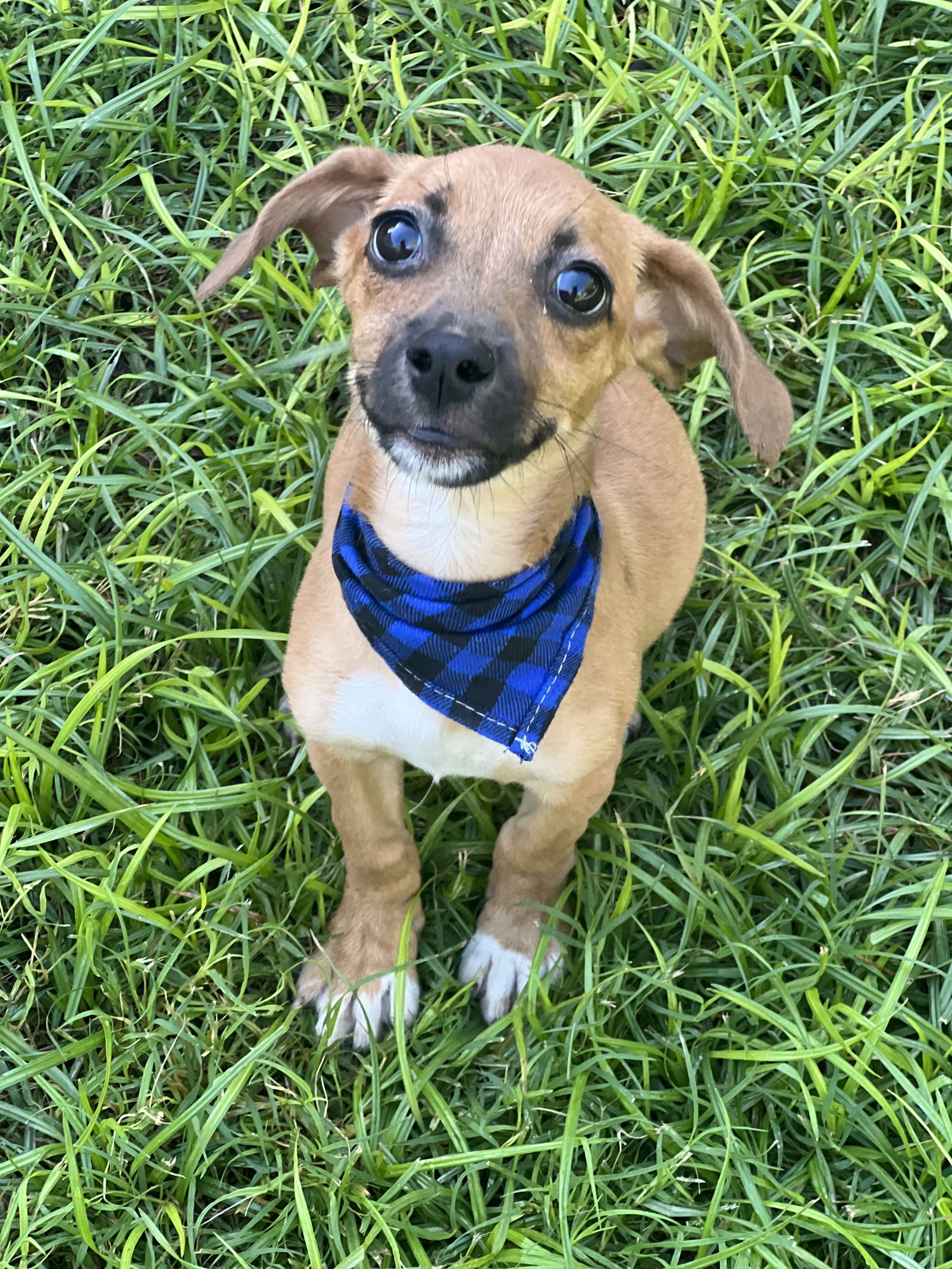 adoptable Dog in Phoenix, AZ named Finn