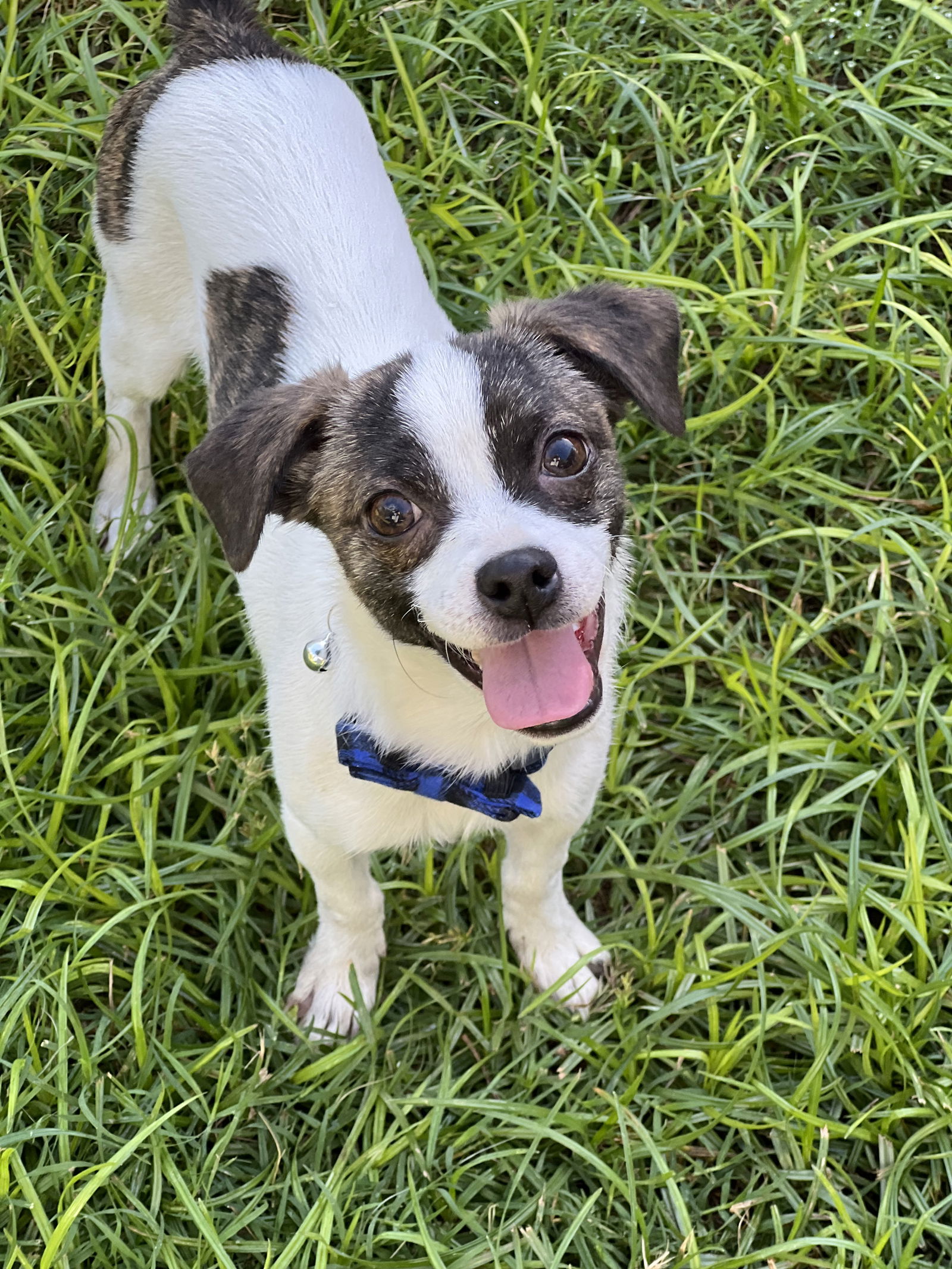 adoptable Dog in Phoenix, AZ named Johnny