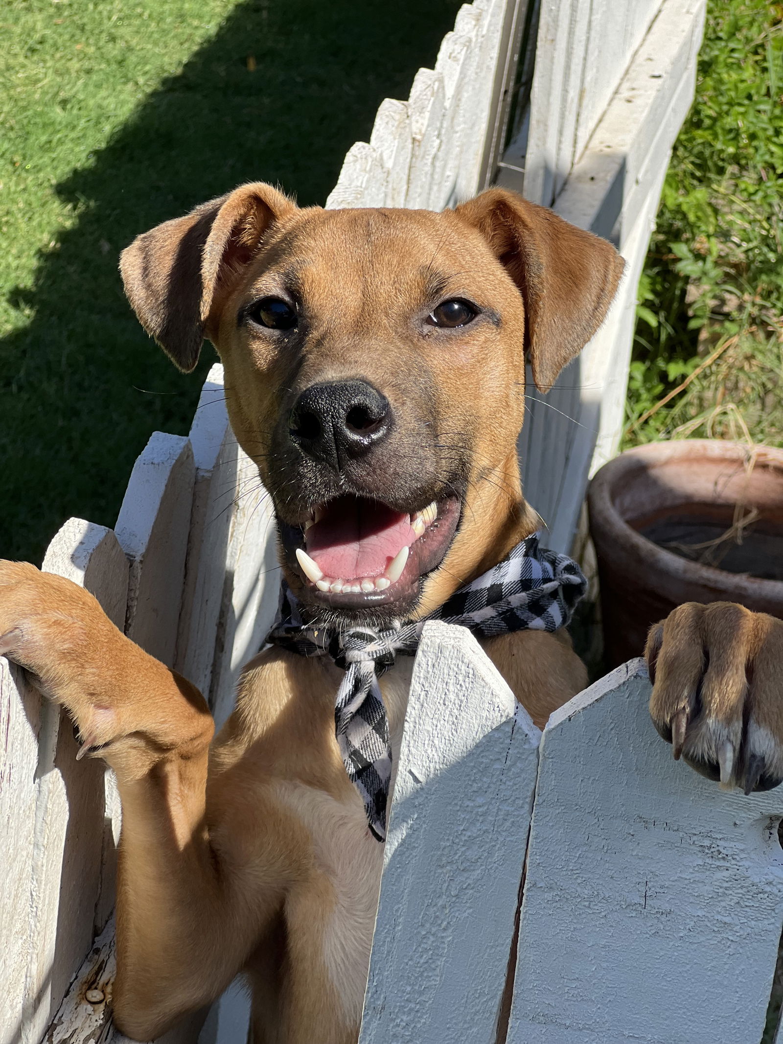 adoptable Dog in Phoenix, AZ named Jimbo