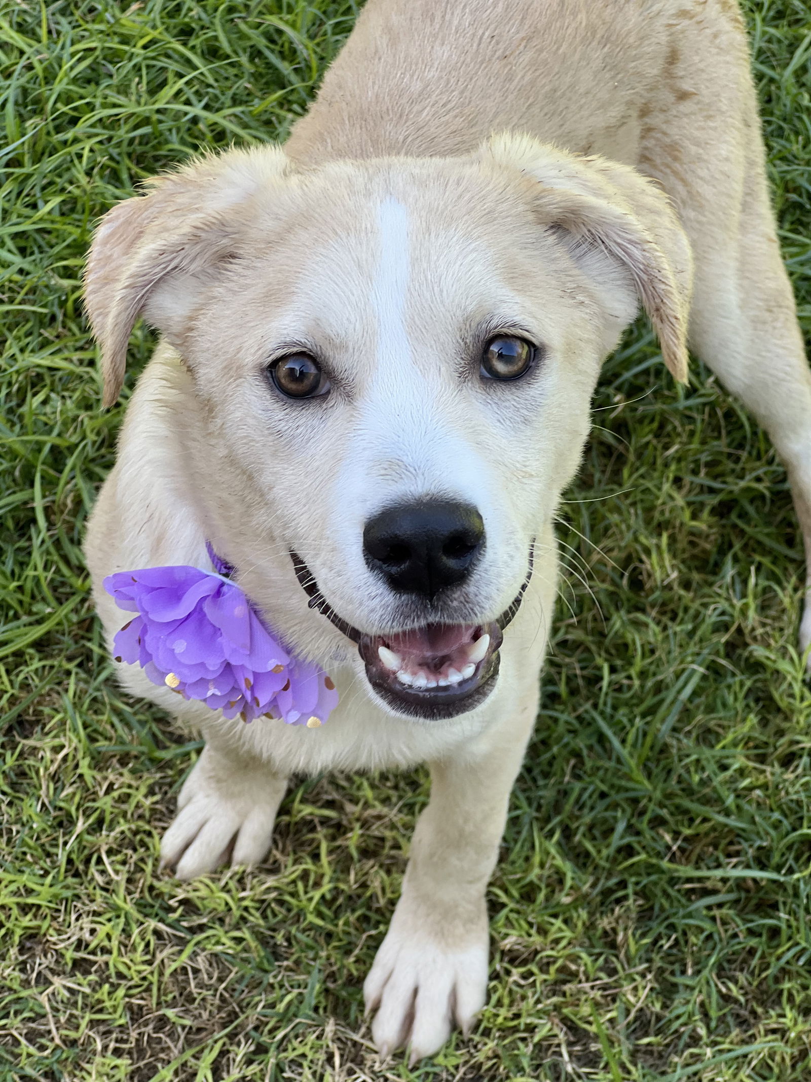 adoptable Dog in Phoenix, AZ named Orchid