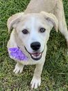 adoptable Dog in phoenix, AZ named Orchid