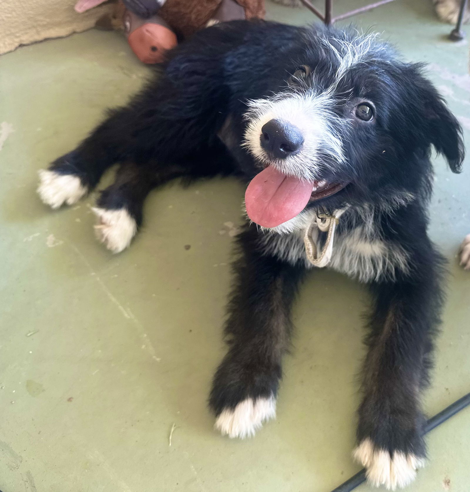 adoptable Dog in Phoenix, AZ named Laina