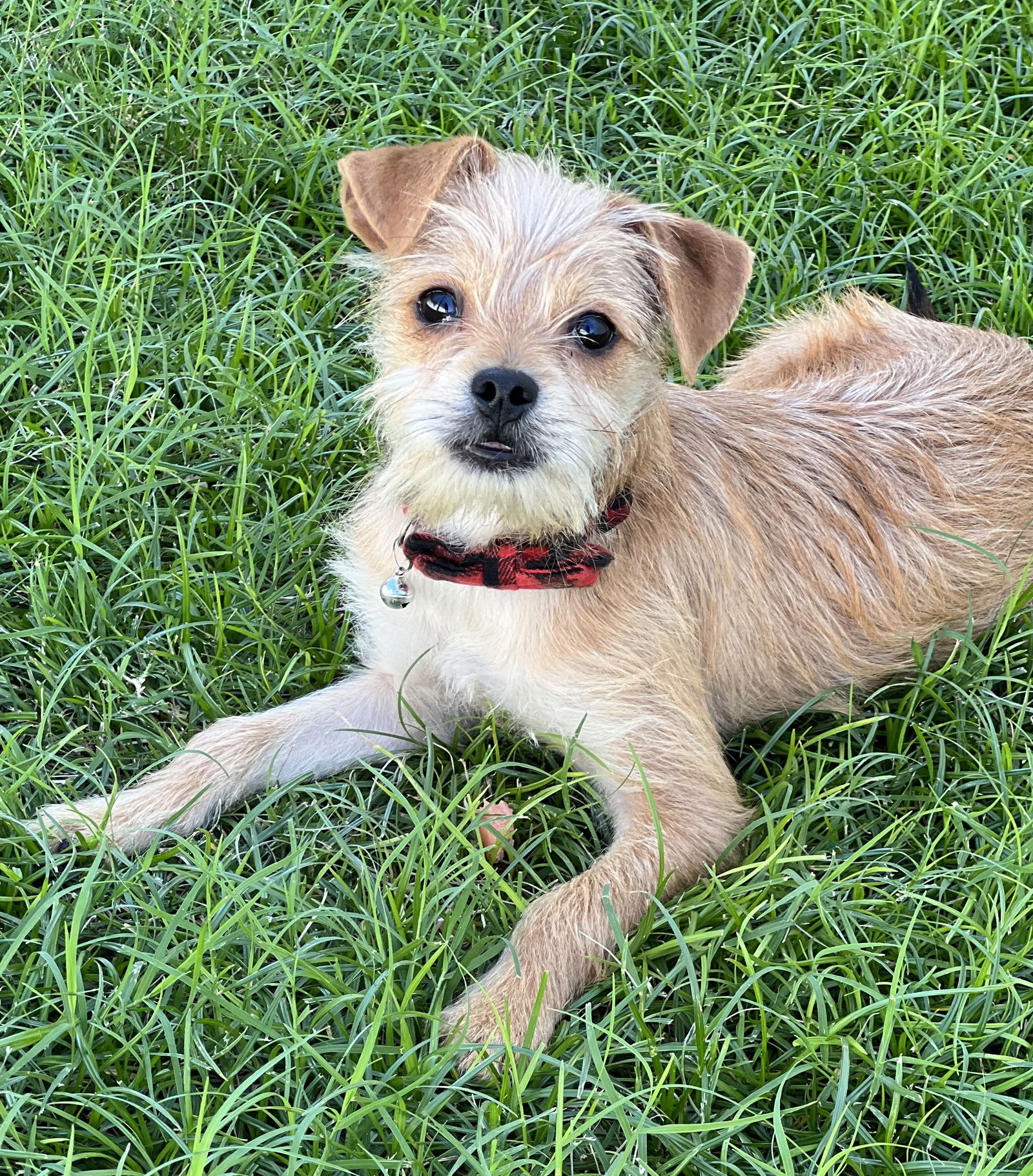 adoptable Dog in Phoenix, AZ named Clancy