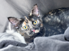 adoptable Cat in phoenix, AZ named Patches