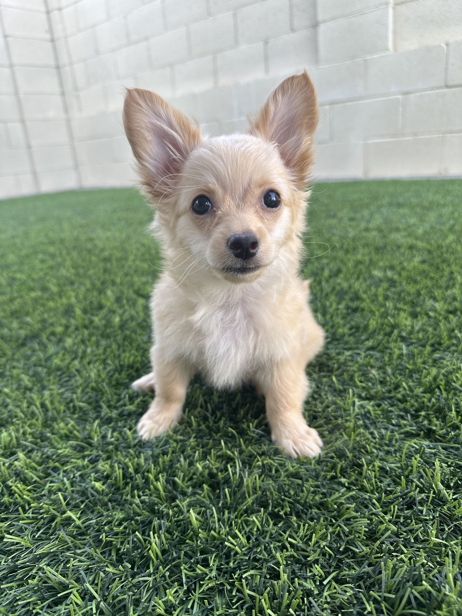 adoptable Dog in Phoenix, AZ named Max