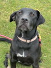 adoptable Dog in , AZ named Shadow