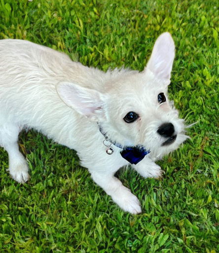 adoptable Dog in Phoenix, AZ named Doug