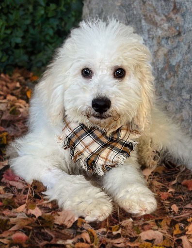 adoptable Dog in Phoenix, AZ named Oodle