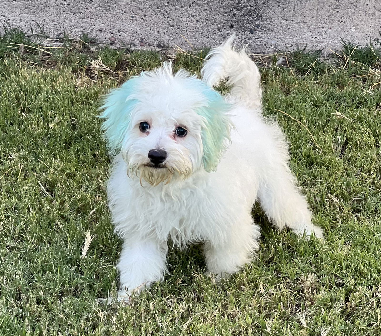 adoptable Dog in Phoenix, AZ named Noodle