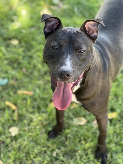 MARSHALL - American Pit Bull Terrier / American Staffordshire Terrier available for adoption