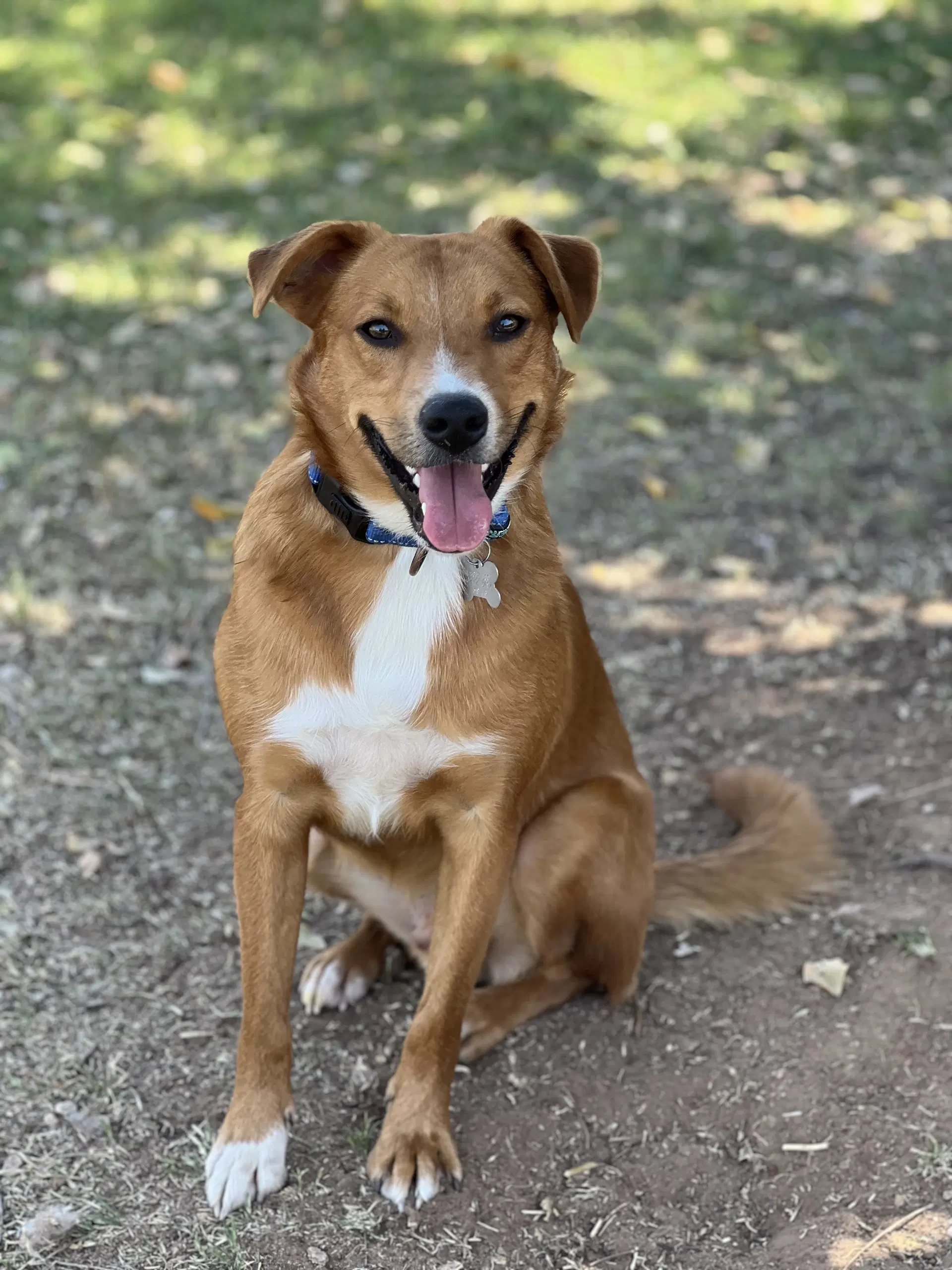 Smokey - Border Collie