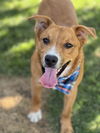 adoptable Dog in Phoenix, AZ named Smokey