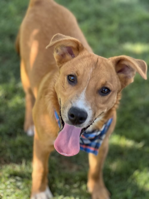 SMOKEY - Border Collie / Australian Shepherd available for adoption