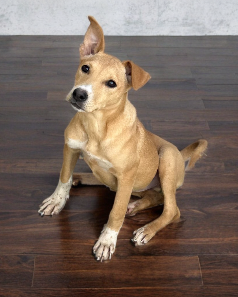 adoptable Dog in Phoenix, AZ named Jupiter