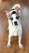 adoptable Dog in Phoenix, AZ named Horus
