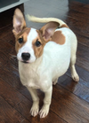 adoptable Dog in Phoenix, AZ named Nephthys