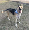 adoptable Dog in Phoenix, AZ named Gretchen