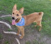 adoptable Dog in Phoenix, AZ named Hather