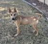 adoptable Dog in Phoenix, AZ named Osiris