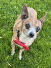 adoptable Dog in Phoenix, AZ named Rusty