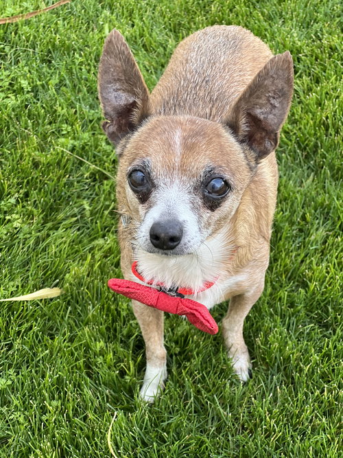 RUSTY - Chihuahua available for adoption