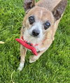 Rusty - Photo 3