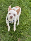 adoptable Dog in Phoenix, AZ named Mighty Moe