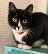 adoptable Cat in Phoenix, AZ named Panda