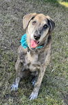 adoptable Dog in Phoenix, AZ named Maddie