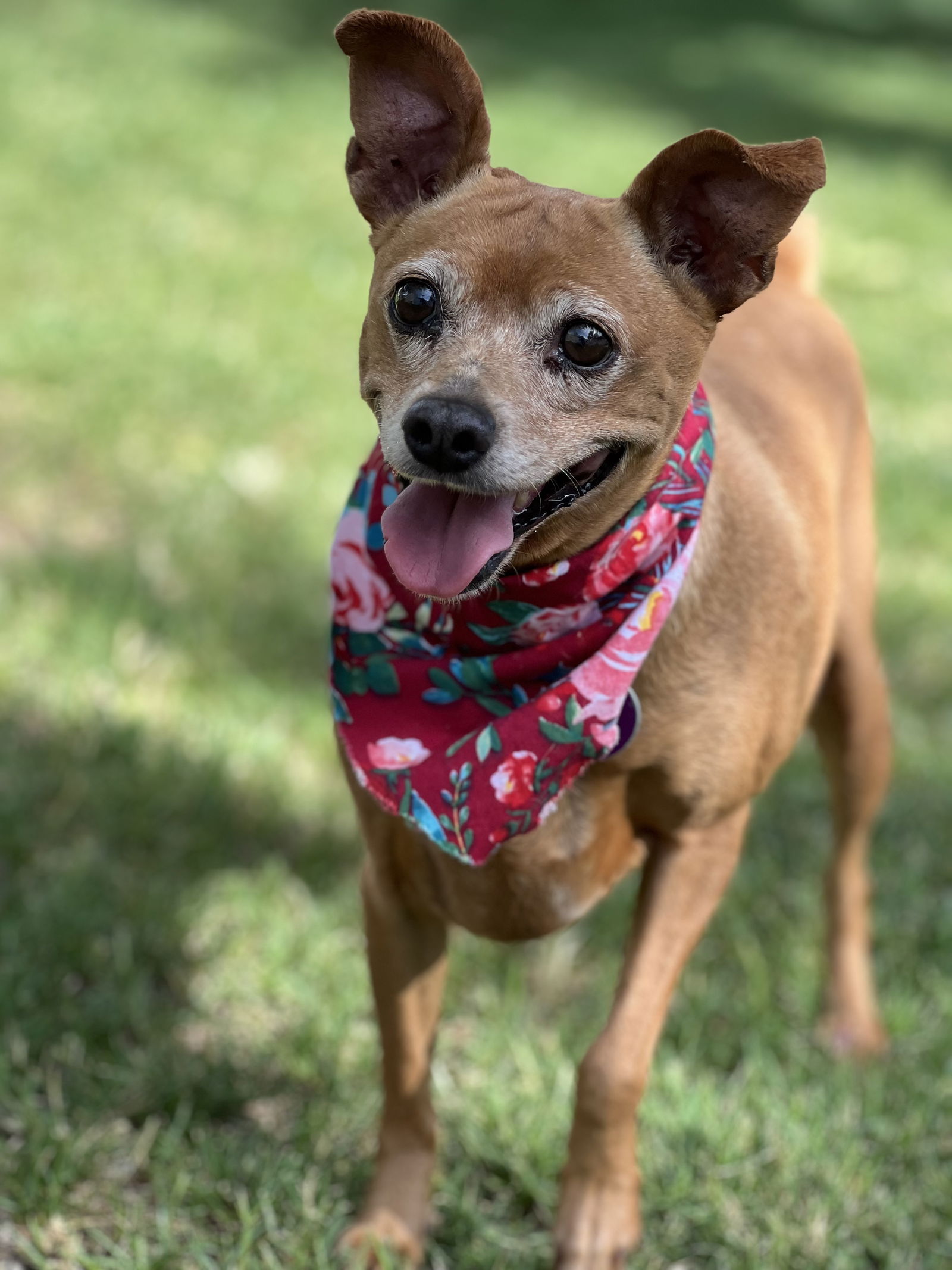 adoptable Dog in Phoenix, AZ named Gypsy
