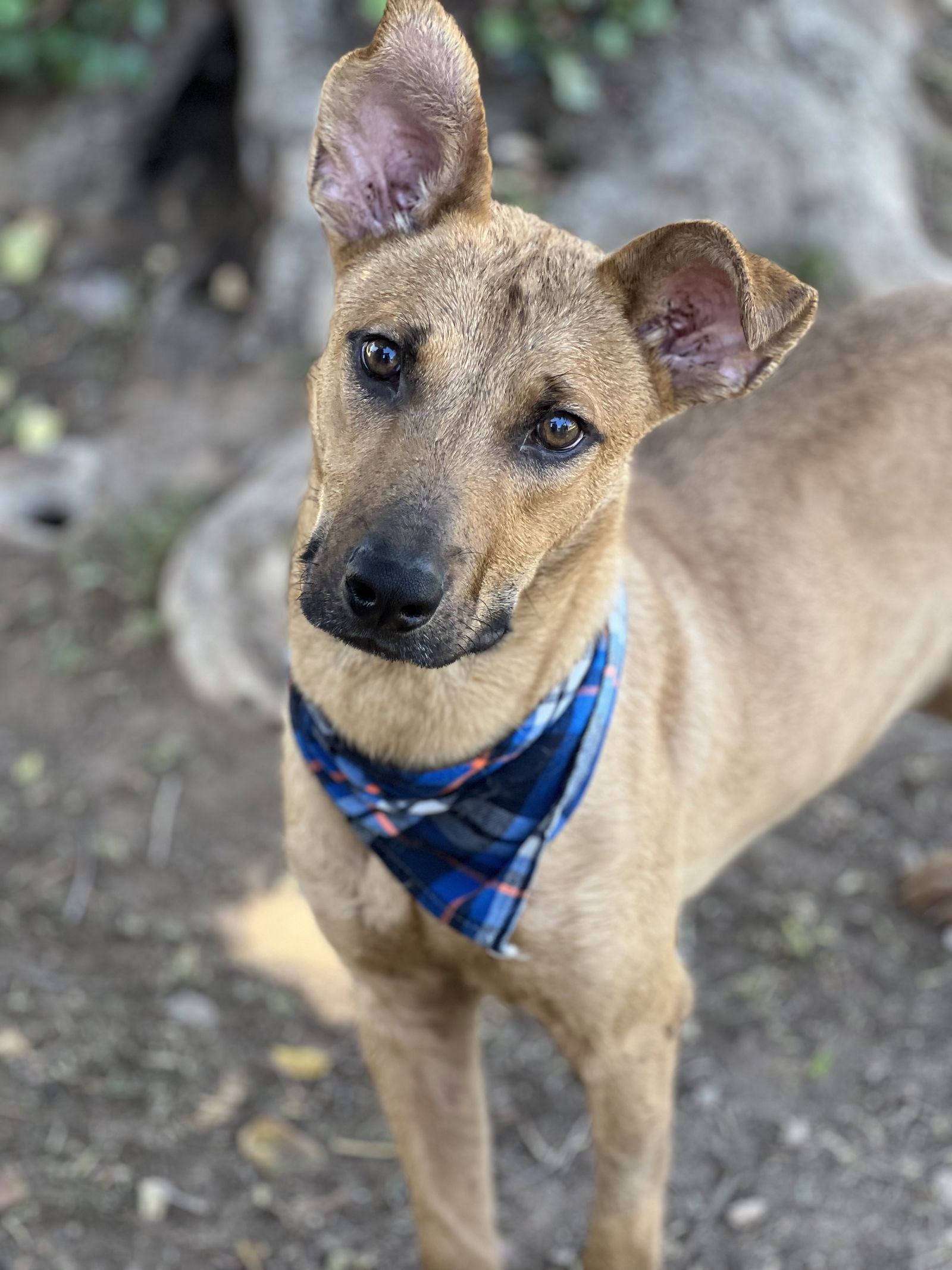 adoptable Dog in Phoenix, AZ named Rocket