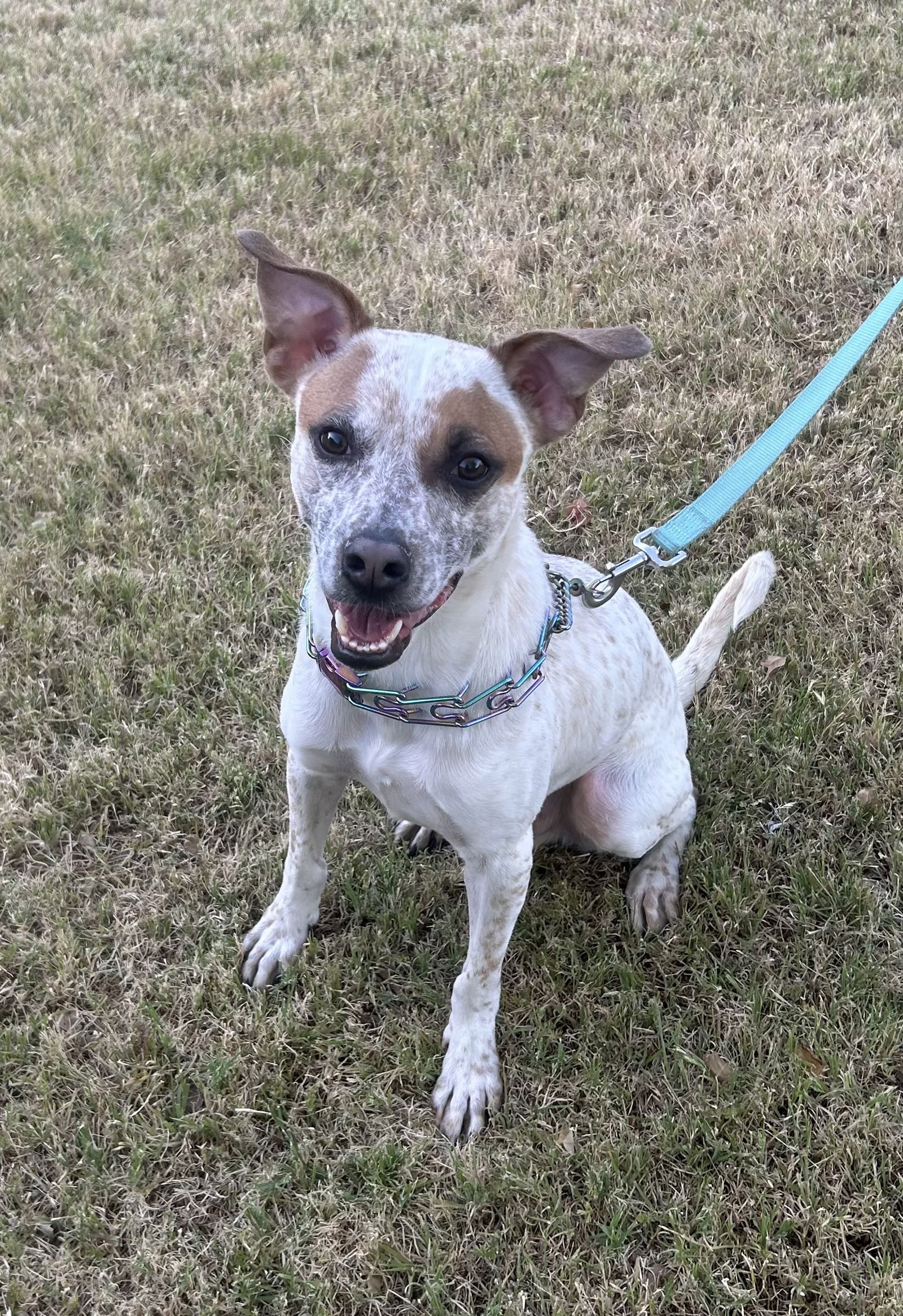 adoptable Dog in Phoenix, AZ named Otis