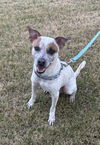 adoptable Dog in  named Otis