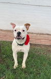 adoptable Dog in Phoenix, AZ named Cricket