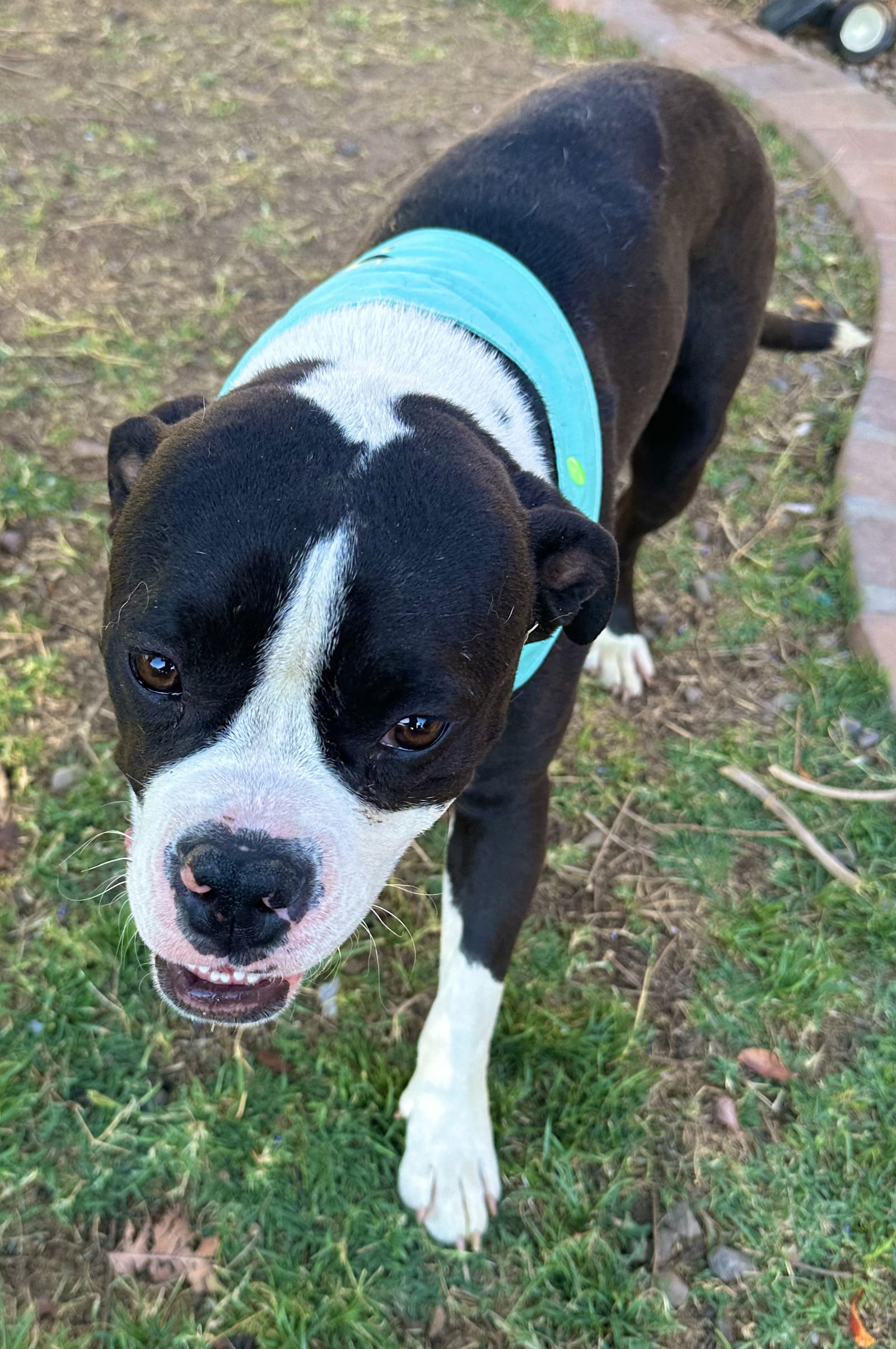 adoptable Dog in Phoenix, AZ named Zuzu