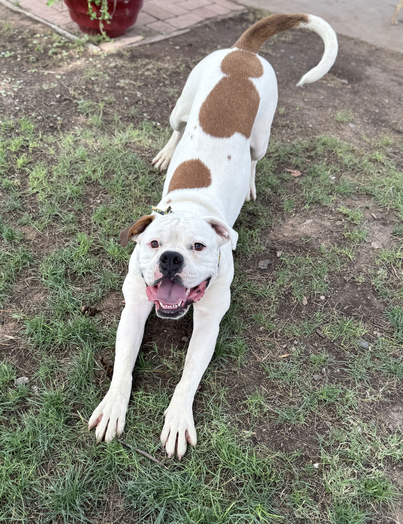 adoptable Dog in Phoenix, AZ named Siren