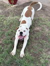 adoptable Dog in  named Siren