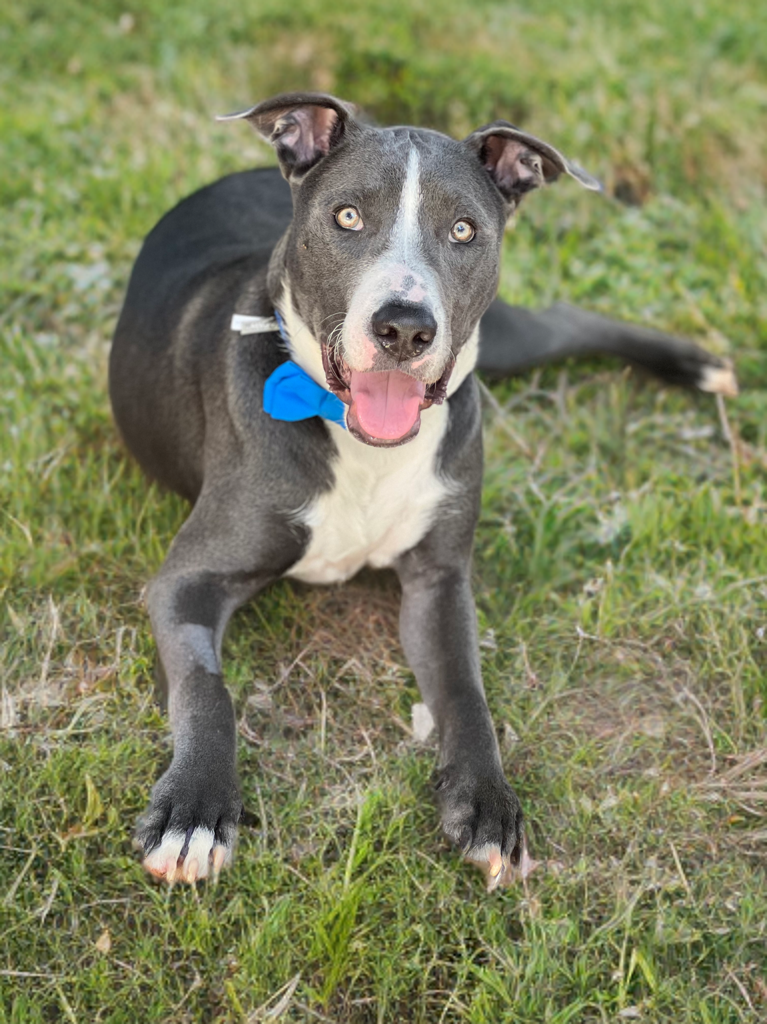 adoptable Dog in Phoenix, AZ named Axel