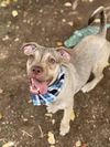 adoptable Dog in  named Shrimp