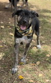 adoptable Dog in  named Mickey