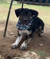 adoptable Dog in  named Trouble