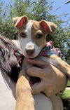 adoptable Dog in  named Cannoli