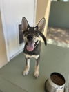 adoptable Dog in  named Berry