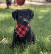 adoptable Dog in  named Sultan