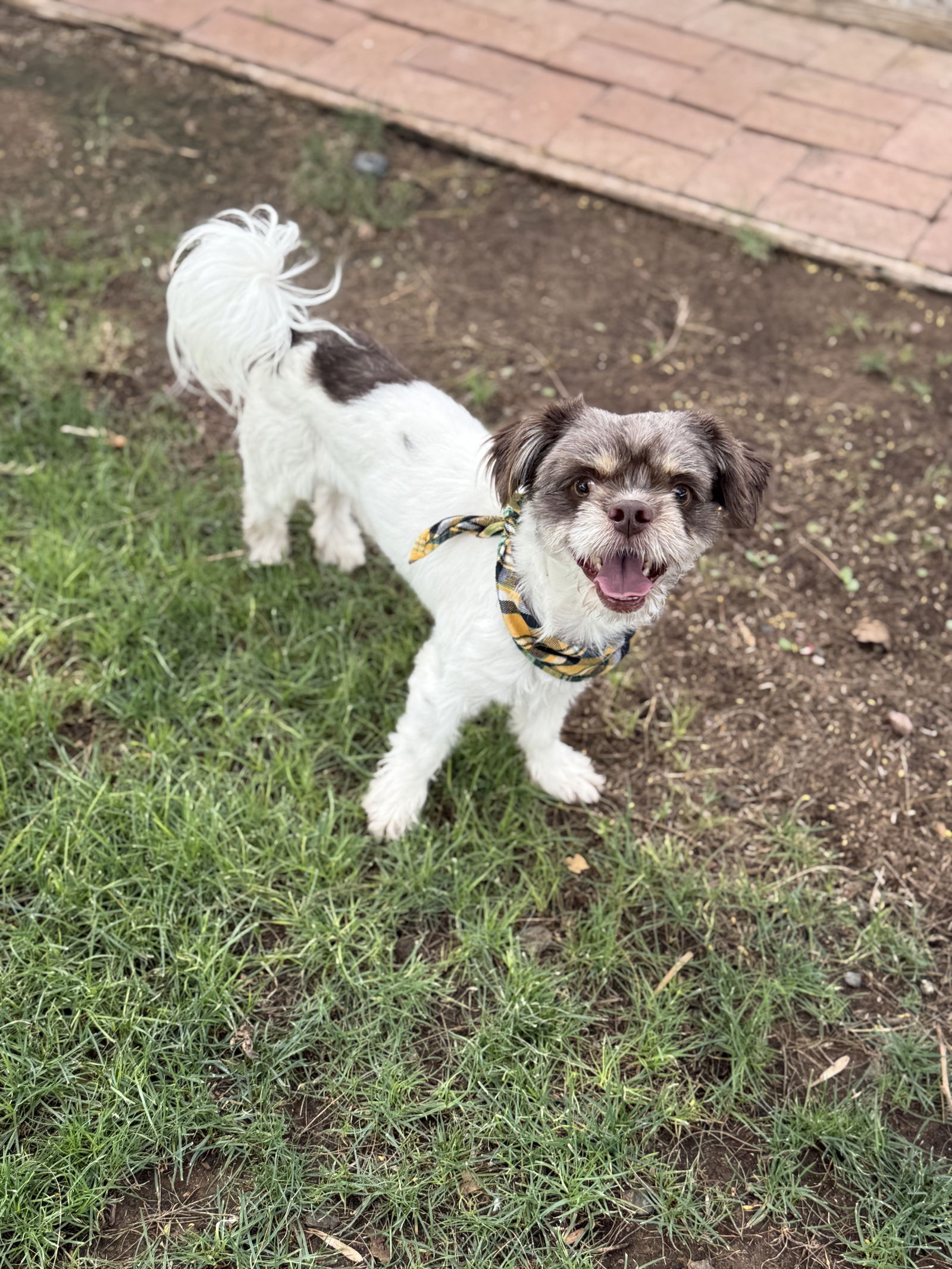 adoptable Dog in Phoenix, AZ named Gremlin