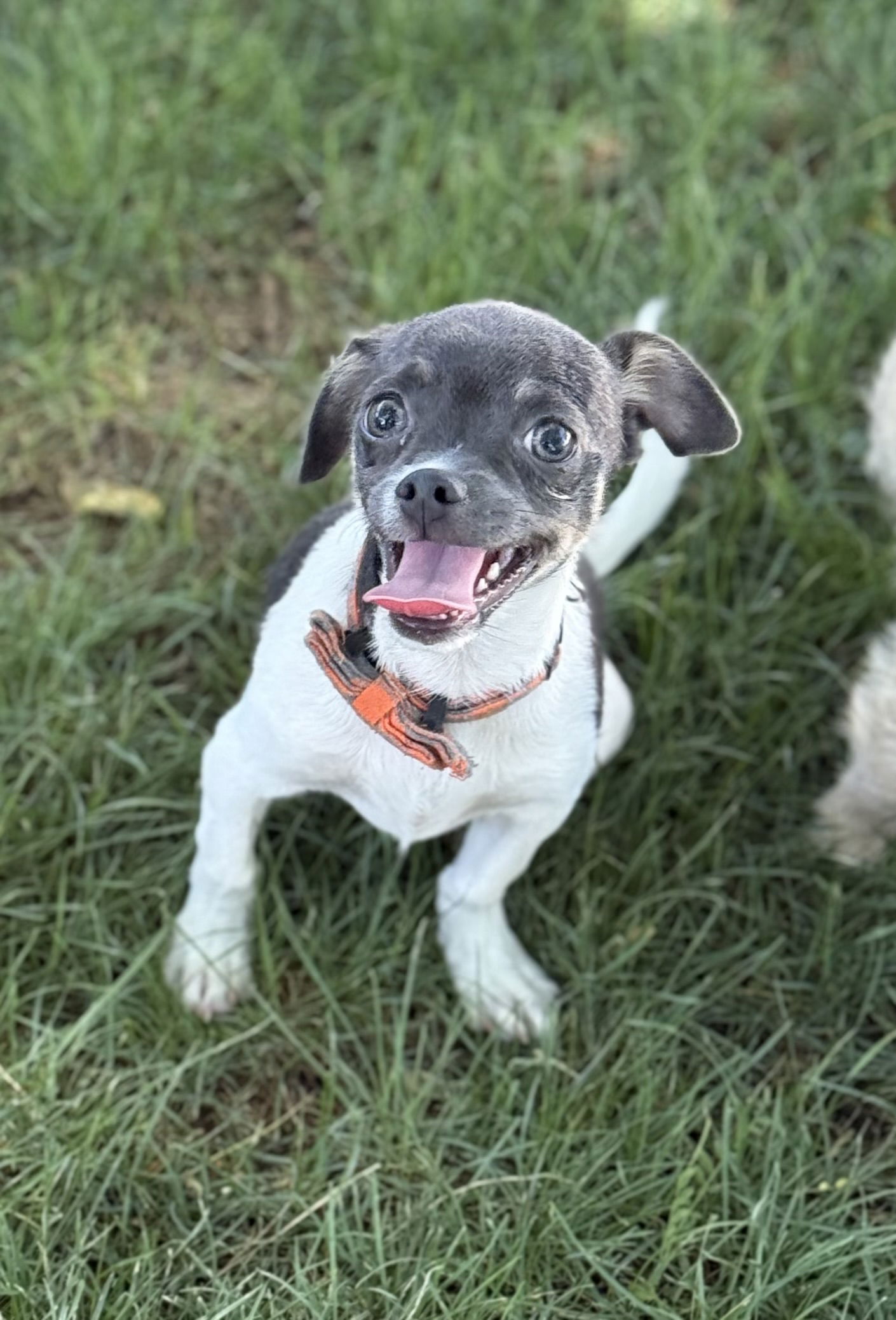 adoptable Dog in Phoenix, AZ named Papas